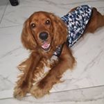 Profile Picture of Bob Alexis Coker Spaniel (@bobalexis08) on Instagram