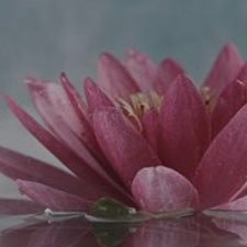 Profile Picture of AvaRoss (@AvaRoss54274694) on Twitter