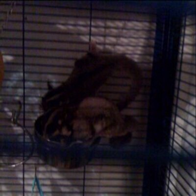 Profile Picture of Matilde Connin (@GeorgineCurry41) on Twitter