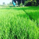 Profile Picture of Mohamad Idris (@mohamadidris895) on Instagram