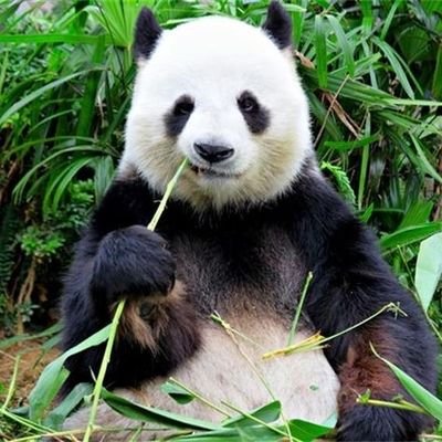 Profile Picture of Leon Chao Zhang (@GawainMichael) on Twitter