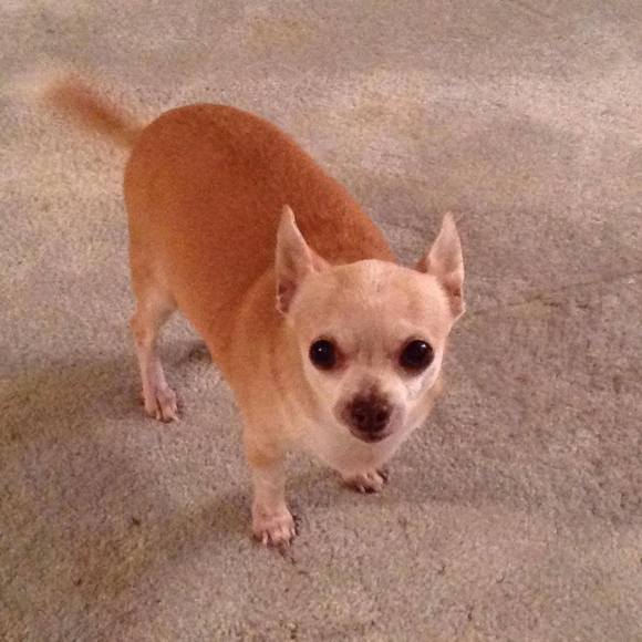 Profile Picture of Suzanne Carraway (@turnages) on Poshmark