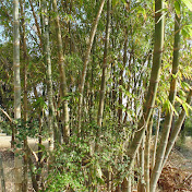 SUBHASH BHATIA - Youtube Profile Picture of SUBHASH BHATIA (@subhashbhatia7706) on Youtube