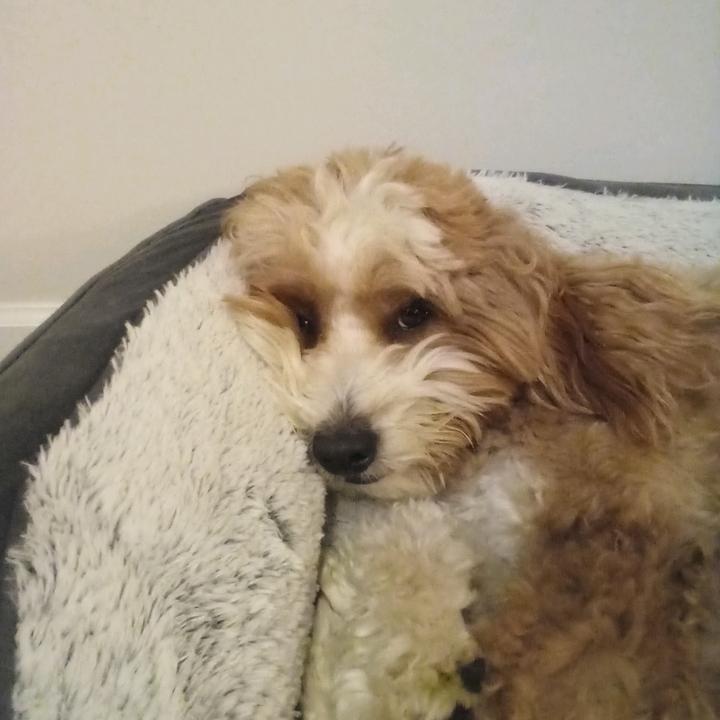 Profile Picture of Brinley🐕 (@sam_brinley) on Tiktok