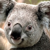 Profile Picture of Albert Gaw (@albertgaw5782) on Youtube