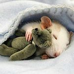 Seth Hallett - Instagram Profile Picture of Seth Hallett (@sthhlltt) on Instagram