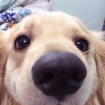 Profile Picture of Caddy Moughal (@_cadillac_) on Instagram