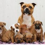 Profile Picture of Love_americký_staford (@love_americky_staford) on Instagram