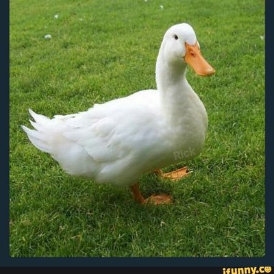 Profile Picture of Mark Darsow (@Ddarsowduck) on Twitter