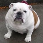 Profile Picture of Ben Elms (@bennyelms31) on Instagram