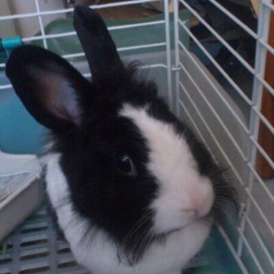 Profile Picture of Renee Tang (@reneetang203) on Twitter