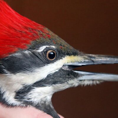 Profile Picture of Bird Banding CLE (@BirdBandingCLE) on Twitter