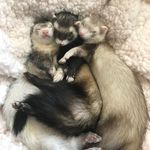 Kevin Steven and Gary - Instagram Profile Picture of Kevin Steven and Gary (@3spoiledferrets) on Instagram