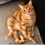 Profile Picture of Alexa Malone (@alexamalone12) on Instagram