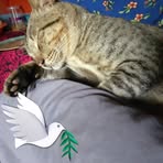 Profile Picture of Erickson Berri (@Erickson-Berri) on Facebook