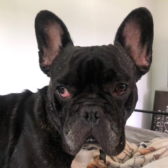 Profile Picture of Thomas Burns (@bearlogic) on Poshmark