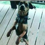 Profile Picture of cHiPpEr (@chipper_scott_bussell) on Instagram