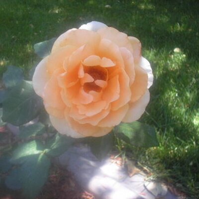 Profile Picture of Audrey Ollinger (@audgranny) on Twitter