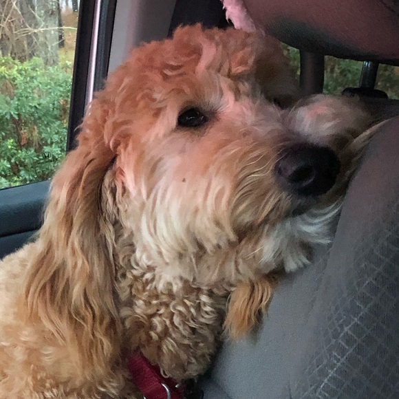 Profile Picture of Laura Barry (@rubytuesday22) on Poshmark