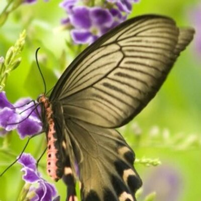 Profile Picture of Nguyen Thi Loan (@cobala_tn87) on Twitter