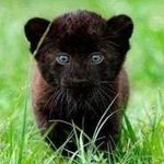 Profile Picture of Paul Anka Rosalez (@paulankarosalez) on Instagram