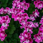 Profile Picture of Keith McCabe (@himawariflowers) on Instagram