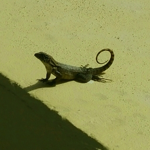 Profile Picture of Jesse Almonte (@helojess34) on Poshmark