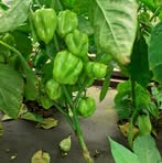 Profile Picture of Robert Holec (@holecrobert85) on Facebook