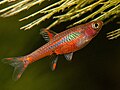 Profile Picture of Borarason Wikipedia