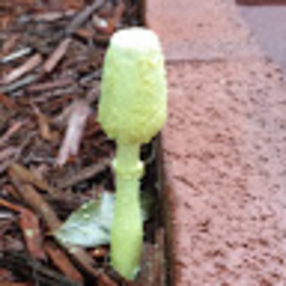 Profile Picture of Christy Stiglitz (@christycrougar8) on Poshmark