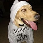 Profile Picture of James Lipinski (@jameslipinski79) on Instagram