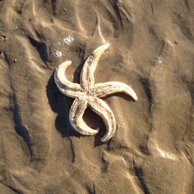 Profile Picture of Alison Parr (@@Wooloomooloo) on Twitter