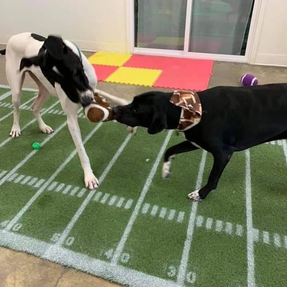 Profile Picture of Alessandra Ferrerio (@aferrerio) on Poshmark