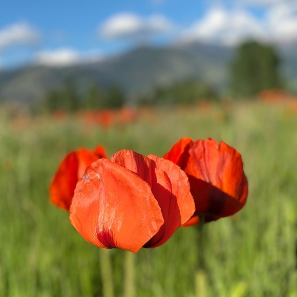 Profile Picture of Lily Zoske (@lil_zos) on Poshmark