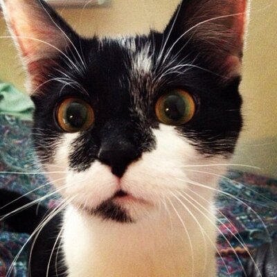 Profile Picture of Lucy Burititong (@Lucy_Burr) on Twitter