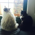 Profile Picture of Brian Xie (@brian_xie_xjj) on Instagram