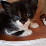Profile Picture of Barney (@barney_silva) on Instagram