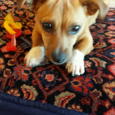 Profile Picture of Lisa Stepanian (@mamalisa1628) on Twitter