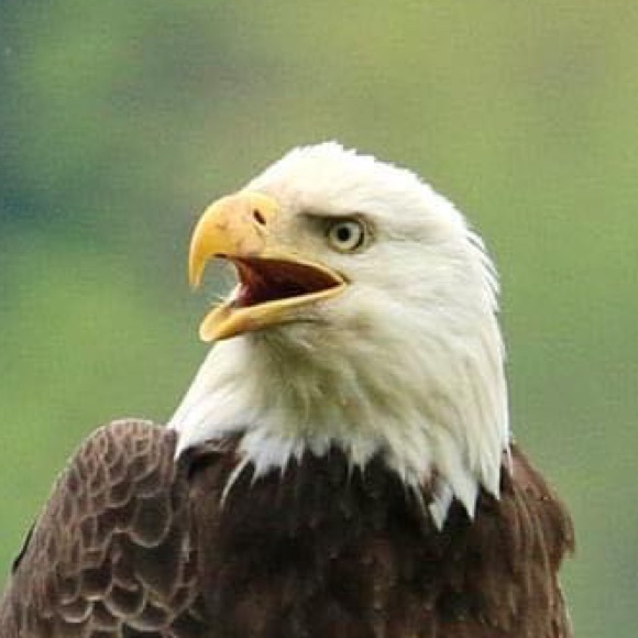 Profile Picture of Phyllis Terchanik (@pterchanik) on Poshmark