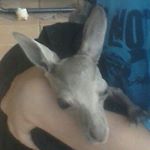Profile Picture of Jacob Dickson (@cute_baby_skippy) on Instagram