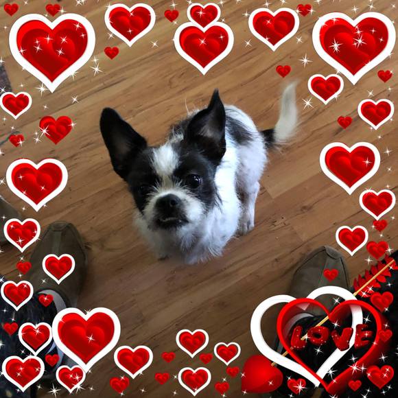 Profile Picture of Liz Linebrink (@bearsforme49) on Poshmark