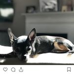 Profile Picture of Eddie Wesley (@charleston_chiwawa) on Instagram