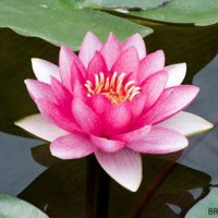 Profile Picture of Aashish Kumar (@aashish-kumar-1468) on Quora