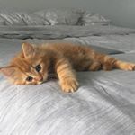 Profile Picture of Leo the Lovable Cat (@leoscatdays) on Instagram