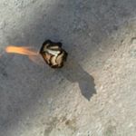 Profile Picture of Ivan kraljević (@dalmatiko) on Instagram