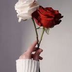 Hala Hegazy Elnhas - Facebook Profile Picture of Hala Hegazy Elnhas (@hala.hegazy.elnhas) on Facebook