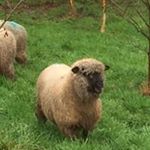 Profile Picture of Upper Cefn-Carnau Shropshires (@robertkerby1957) on Instagram