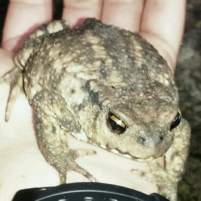 Profile Picture of Federico Miranda (@ficomiranda) on Twitter