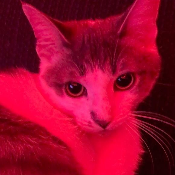 Profile Picture of Annie Robey (@annierobey) on Poshmark