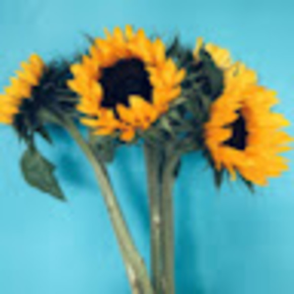 Profile Picture of Cherie Dicob (@cheriedicob) on Poshmark